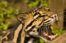 leopardssantago060712_copy.jpg