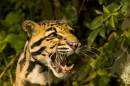 leopardssantago060742_copy.jpg