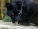 leopardssantago060787_copy.jpg