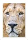 lion-1.jpg