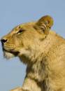 lion08.jpg
