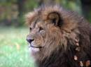 lion1.jpg