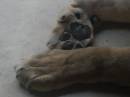 lion2.jpg