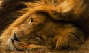 lion_3477_copy_2s.jpg