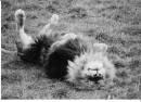 lion_king_001.jpg