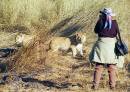 lioncubs.JPG