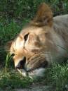 lioness50_.jpg