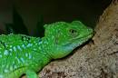 lizard.jpg