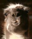 llama280106a.jpg