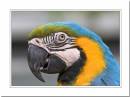 macaw.jpg