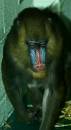mandrill2.jpg