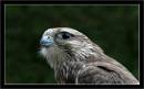 martin_s_falcon.jpg