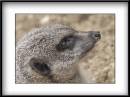 meerkat.jpg