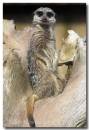 meerkat2.jpg