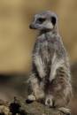 meerkat_0694.jpg