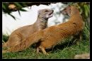 mongoose.jpg