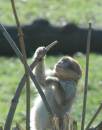 monkeys03.JPG