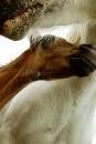 mother_and_foal.jpg