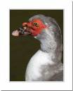 muscovy.jpg