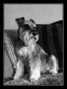 norm_portrait_June_10_web.jpg
