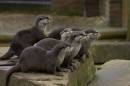 otter-group.jpg