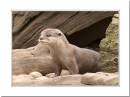 otter.jpg