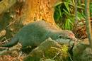 otter2.jpg