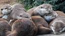 otters.jpg