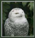 owl1.jpg
