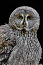 owl11.jpg