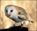 owl3.jpg