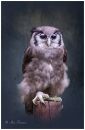 owl_10000.jpg
