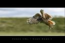 owl_titled_small.jpg