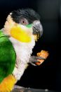 parrot-_2-of-5_.jpg