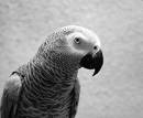 parrot1.jpg