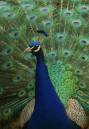 peacock1.jpg