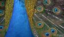 peacock2.jpg