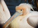 pelican.JPG
