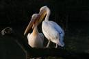 pelican21.jpg
