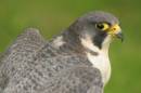 peregrine_Falcon.jpg
