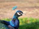 pfau.jpg