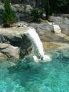 polar_bear_diving.JPG