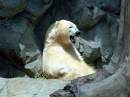 polar_bear_yawn.JPG