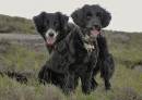 poolewe_-_binky_and_bill_do_Gairloch.jpg