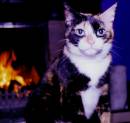 poppycat.JPG