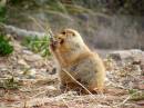 prairie_dog_feeding.JPG