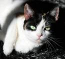 pretty_kitty.jpg