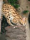 ready_to_pounce_copy_2.jpg