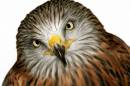 redkite1.jpg