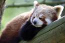 redpanda_0763.jpg